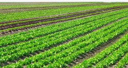 农业种植蔬菜种植菜园高清图片