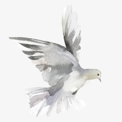 灰色小鸟手绘飞翔的鸽子图高清图片