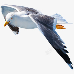 微距海鸥飞翔微距特写高清图片