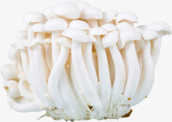 白玉菇蘑菇菌类白玉菇高清图片