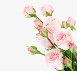 玫瑰花苞粉色花苞玫瑰花绿叶高清图片