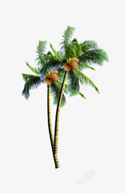 棕色椰子椰子树高清图片