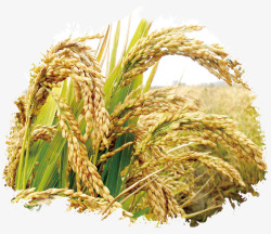 金色稻田水稻宣传高清图片