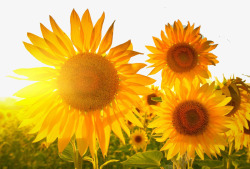 阳光花卉壁纸美丽的向日葵花高清图片