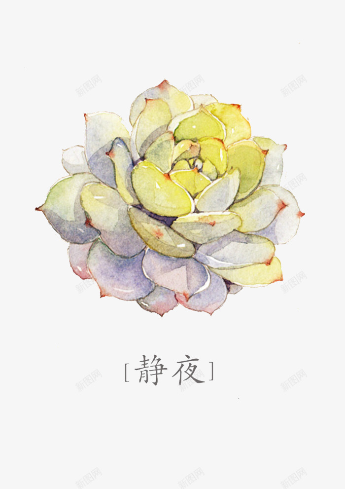 静夜png免抠素材_88icon https://88icon.com 多肉 多肉植物 彩铅 手绘 植物 水彩 盆栽 肉肉 花朵 静夜