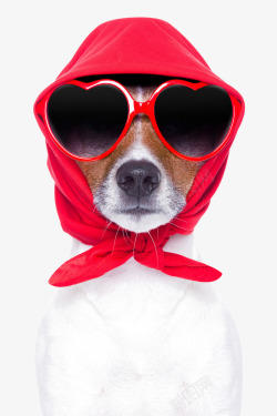 头巾戴着红色头巾的狗狗高清图片