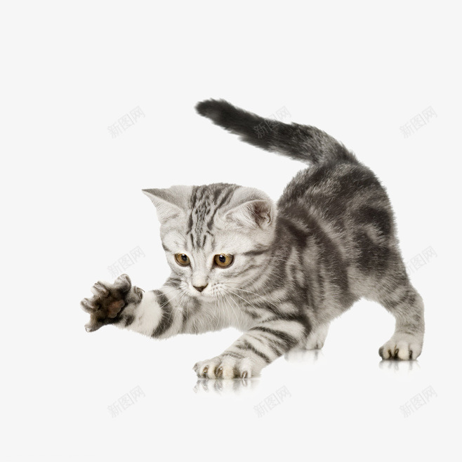 猫抓老鼠png免抠素材_88icon https://88icon.com 养猫 动物 宠物 小猫 抓老鼠 猫咪 猫尾 萌物