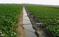 灌溉农业蔬菜种植基地菜园高清图片