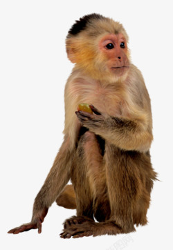 金猴猴子高清图片