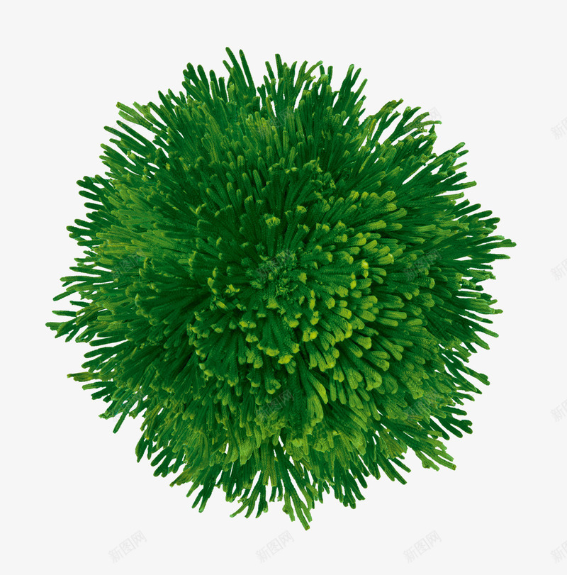 植物绿色海底海藻png免抠素材_88icon https://88icon.com 植物 海底 海藻 绿色