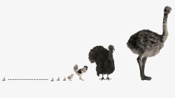 鸟类背景PPT模板素材