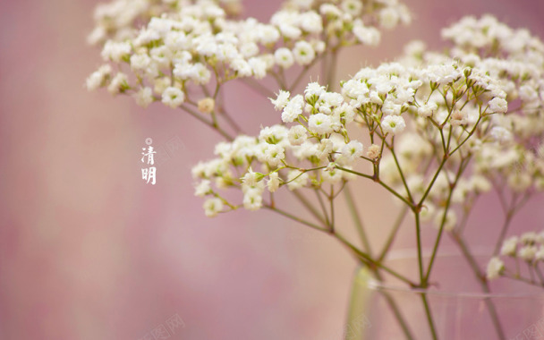 春天四月清明节青团海报背景8背景