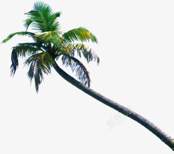 手绘沙滩海边椰子树素材