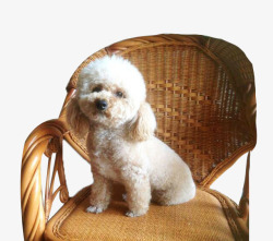 成年犬坐在藤椅上的大耳朵比熊犬高清图片