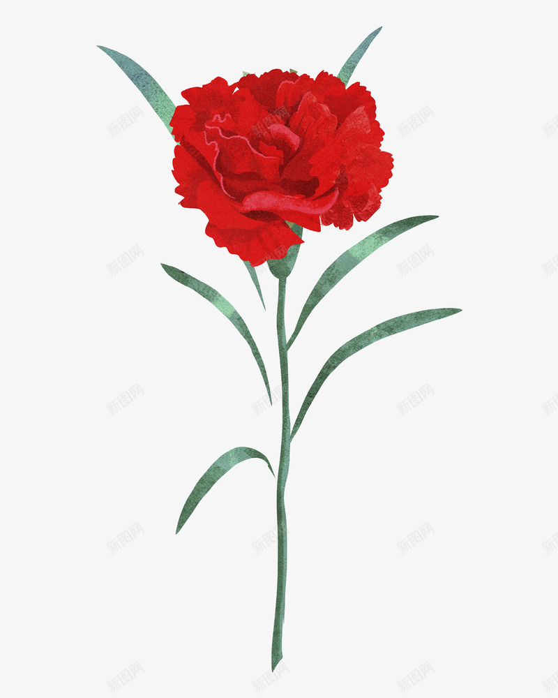 红色康乃馨手绘插画png免抠素材_88icon https://88icon.com 五月 免抠PNG 周年纪念 康乃馨 红色康乃馨手绘插画 花朵 鲜花