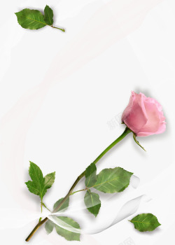 玫瑰叶精美粉红玫瑰轻纱高清图片