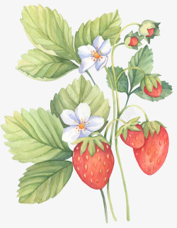绿叶草莓手绘水彩草莓植物高清图片