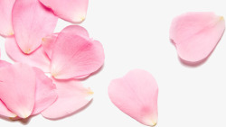 植物小清新唯美粉色花瓣素材