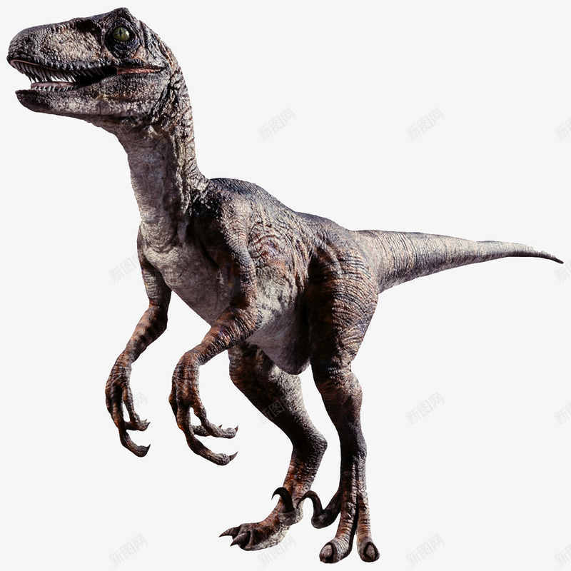 两腿恐龙png免抠素材_88icon https://88icon.com 3D恐龙 两只腿恐龙 两腿恐龙 尖嘴恐龙 张嘴恐龙 恐龙