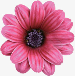 粉色缤纷春天花朵素材