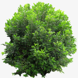 灌木植物绿色植物高清图片