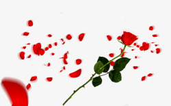 卡通红色玫瑰花瓣情人节装饰素材