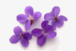 紫色花瓣免抠紫罗兰花瓣高清图片