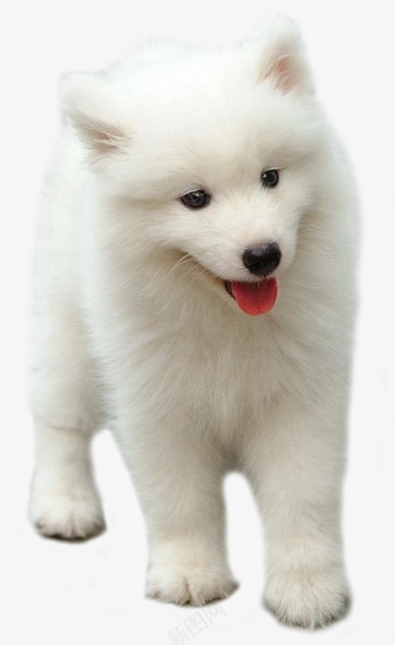白色的小狗狗萨摩耶png免抠素材_88icon https://88icon.com 白色 宠物狗 白色狗 可爱 小狗狗 萨摩耶 