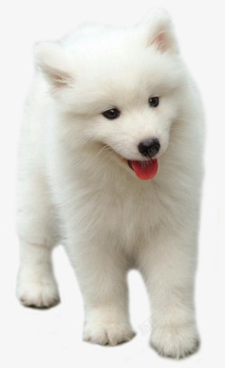 白色的小狗狗萨摩耶素材