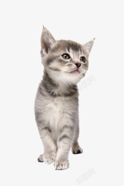小猫幼崽一只小猫高清图片