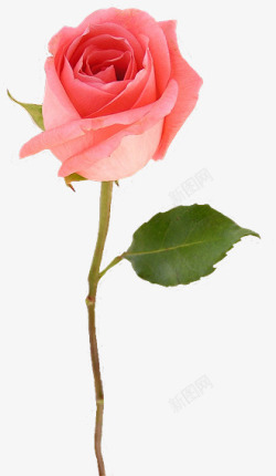 爱情粉色一枝粉色玫瑰花高清图片