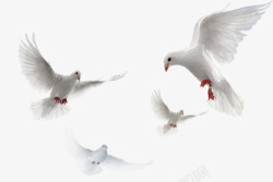 飞舞的白鸽白鸽两会和平象征高清图片