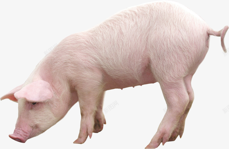 可爱的小猪png免抠素材_88icon https://88icon.com 养殖户 养猪 养猪类型 动物 可爱 实物小猪 小猪 猪场 粉色的小猪猪