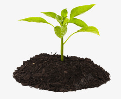 土壤土壤滋养枝芽生长高清图片