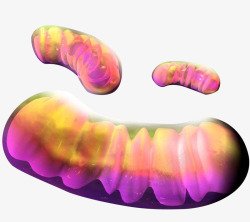 彩色微生物学线粒体插图透明素材
