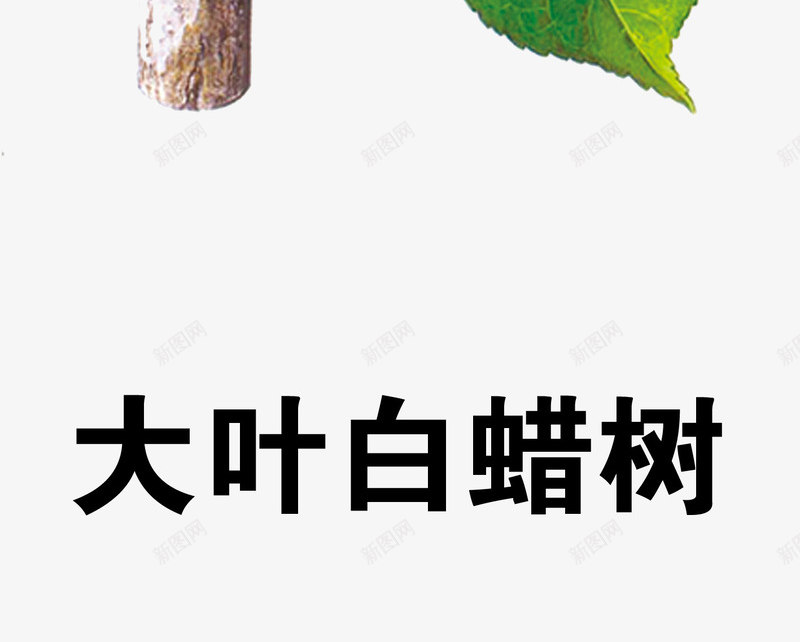 大叶白蜡树png免抠素材_88icon https://88icon.com 中药 医疗保健 本草纲木 百草 草药 药材