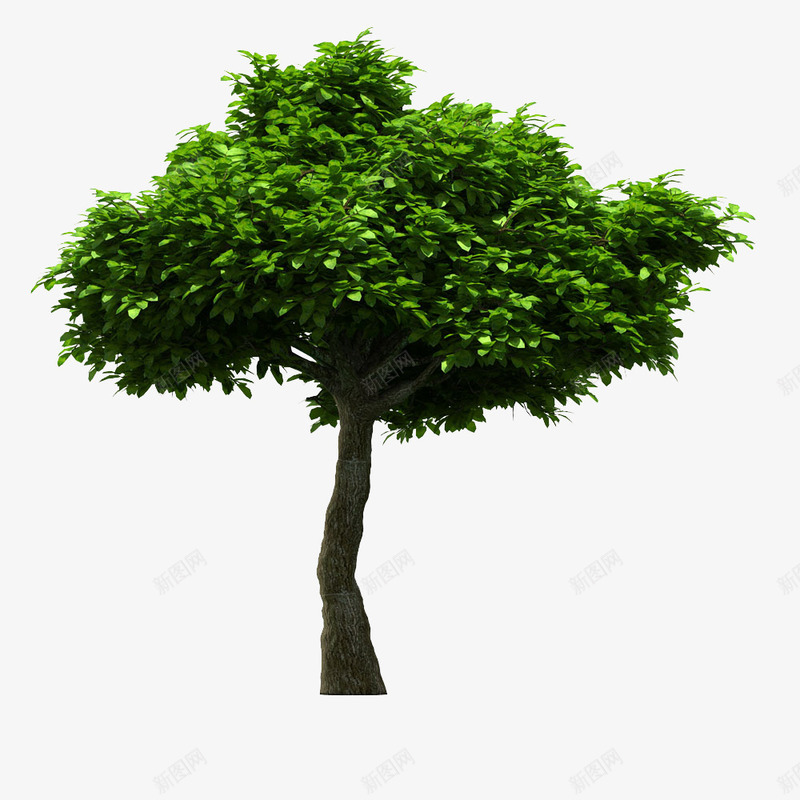 绿色环保大树png免抠素材_88icon https://88icon.com 大自然 天然大树 树叶 树木 植物 绿色