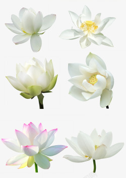 白色莲花背景素材