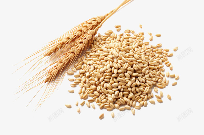 小麦png免抠素材_88icon https://88icon.com 农作物 稻谷 粮食 脱皮小麦 面粉 麦子 麦穗 麦粒