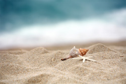 夏日沙滩海边海螺素材