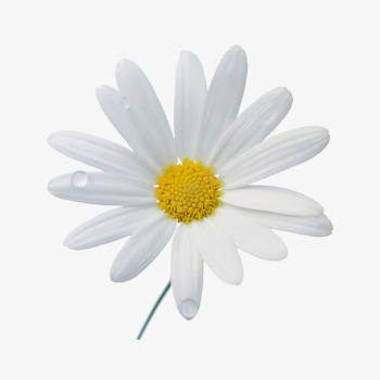 白色单支小雏菊png免抠素材_88icon https://88icon.com daisy 产品实物 白色花朵 装饰品 鲜花