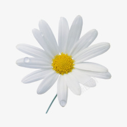 花朵实物图片白色单支小雏菊高清图片