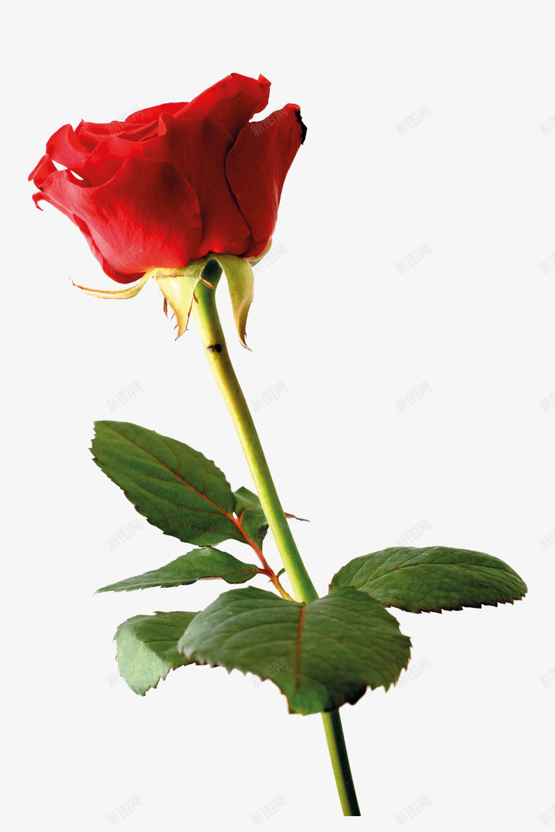 一只玫瑰鲜花png免抠素材_88icon https://88icon.com 植物 玫瑰红色 紫红色 红玫瑰 花朵 花瓣 鲜花