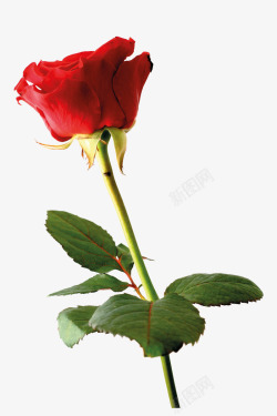 一只玫瑰一只玫瑰鲜花高清图片