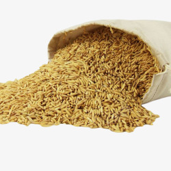 稻子稻谷丰收素材