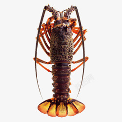 澳洲龙虾宴鲜活龙虾高清图片