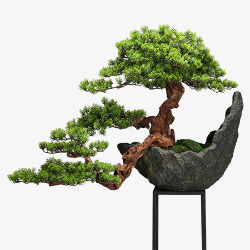 景色创意的松树盆景装饰高清图片
