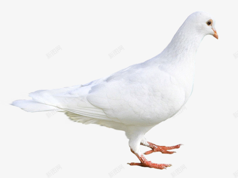 一只白鸽png免抠素材_88icon https://88icon.com 动物 和平鸽 白色鸽子 鸽子 鸽子图片