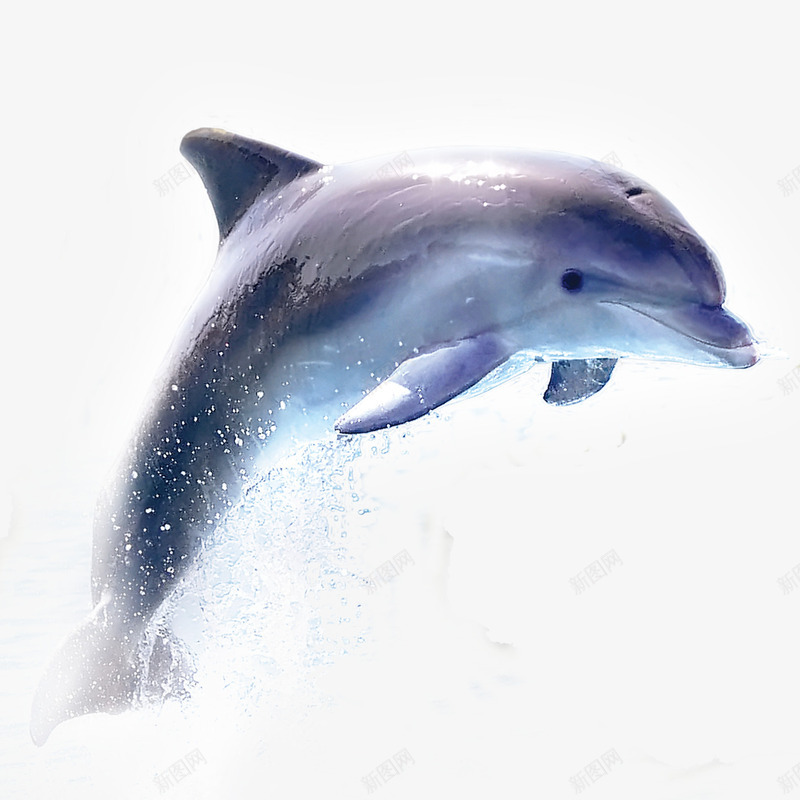 海豚png免抠素材_88icon https://88icon.com 动物 海豚 灰色 青色