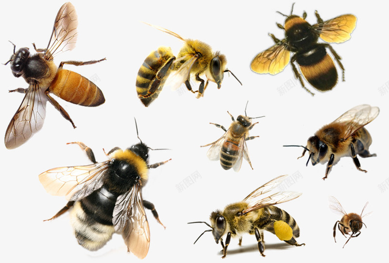 蜜蜂png免抠素材_88icon https://88icon.com 动物 可爱动物 昆虫 蜂类 蜂蜜 蜜蜂